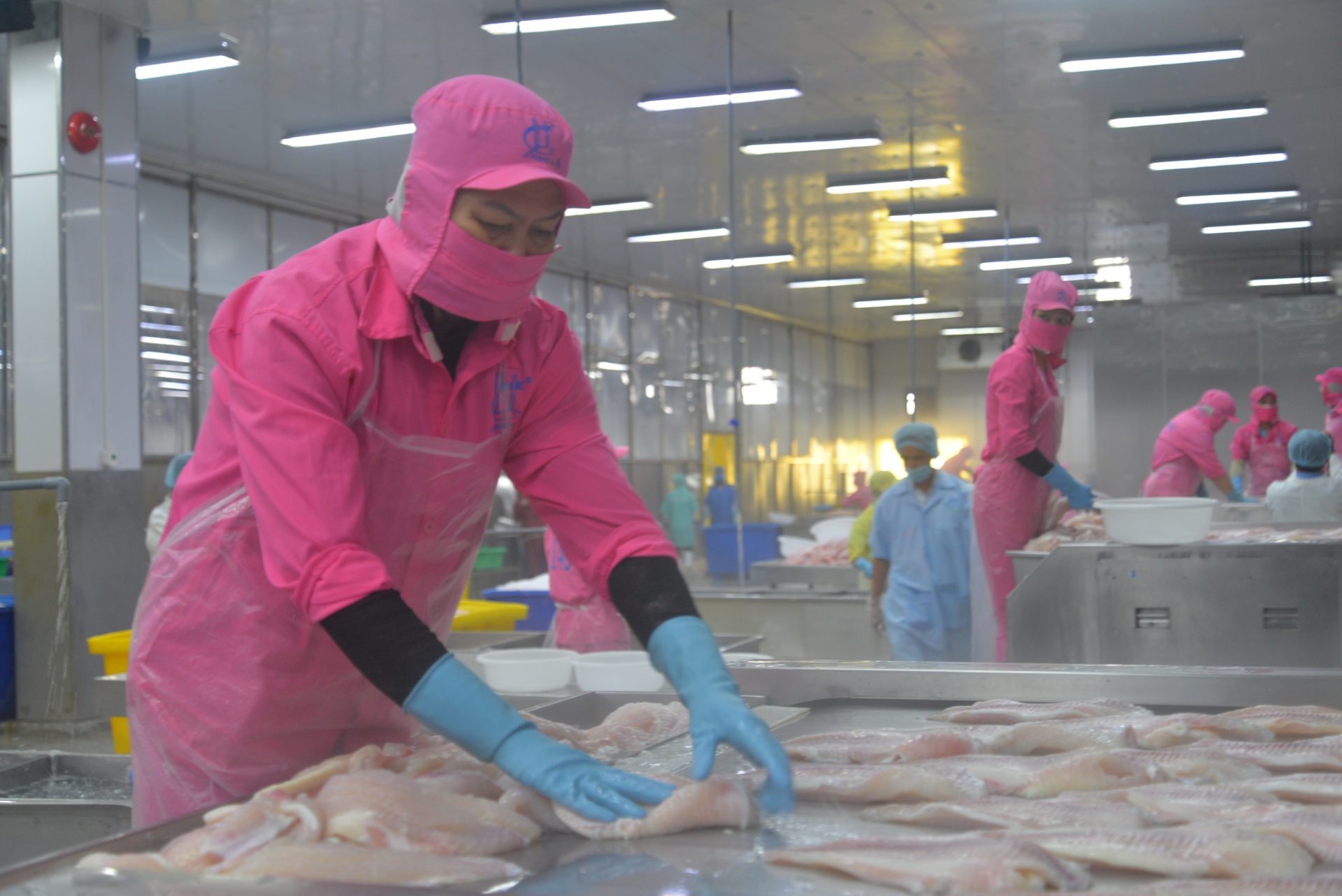 Xuất khẩu cá tra lập kỷ lục, bài toán con giống và bảo vệ môi trường vẫn nóng