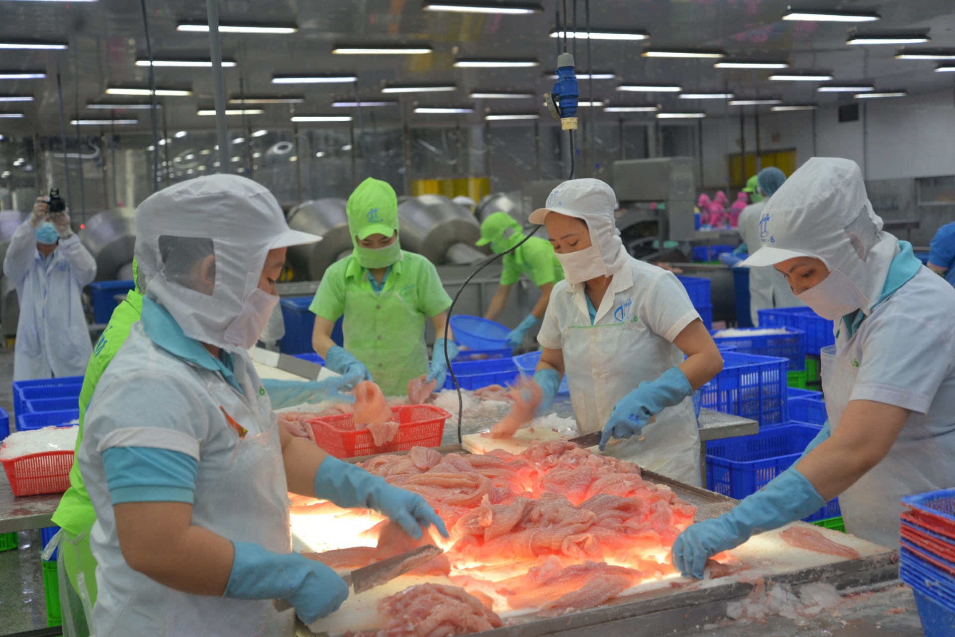 Xuất khẩu cá tra lập kỷ lục, bài toán con giống và bảo vệ môi trường vẫn nóng