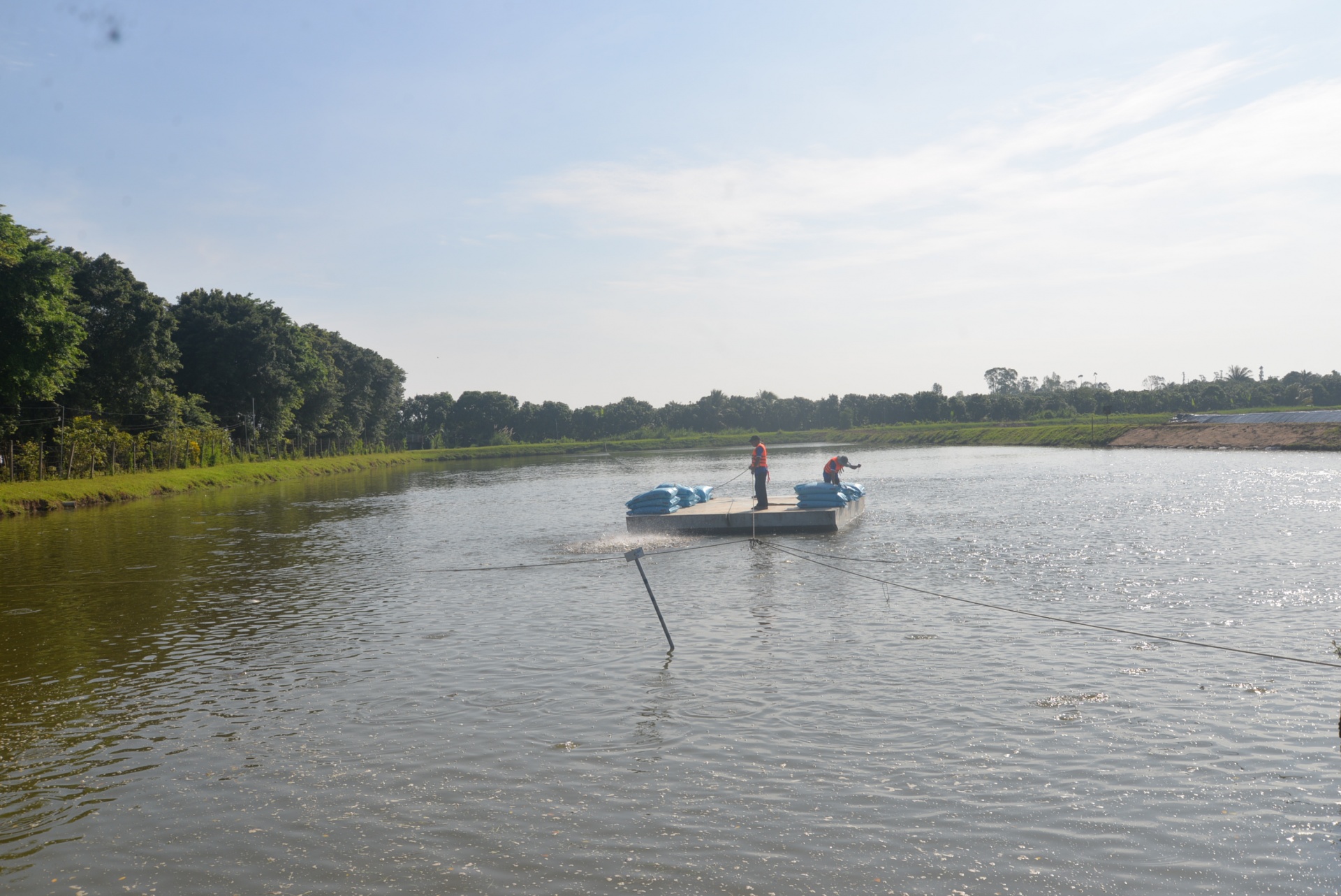 Xuất khẩu cá tra lập kỷ lục, bài toán con giống và bảo vệ môi trường vẫn nóng