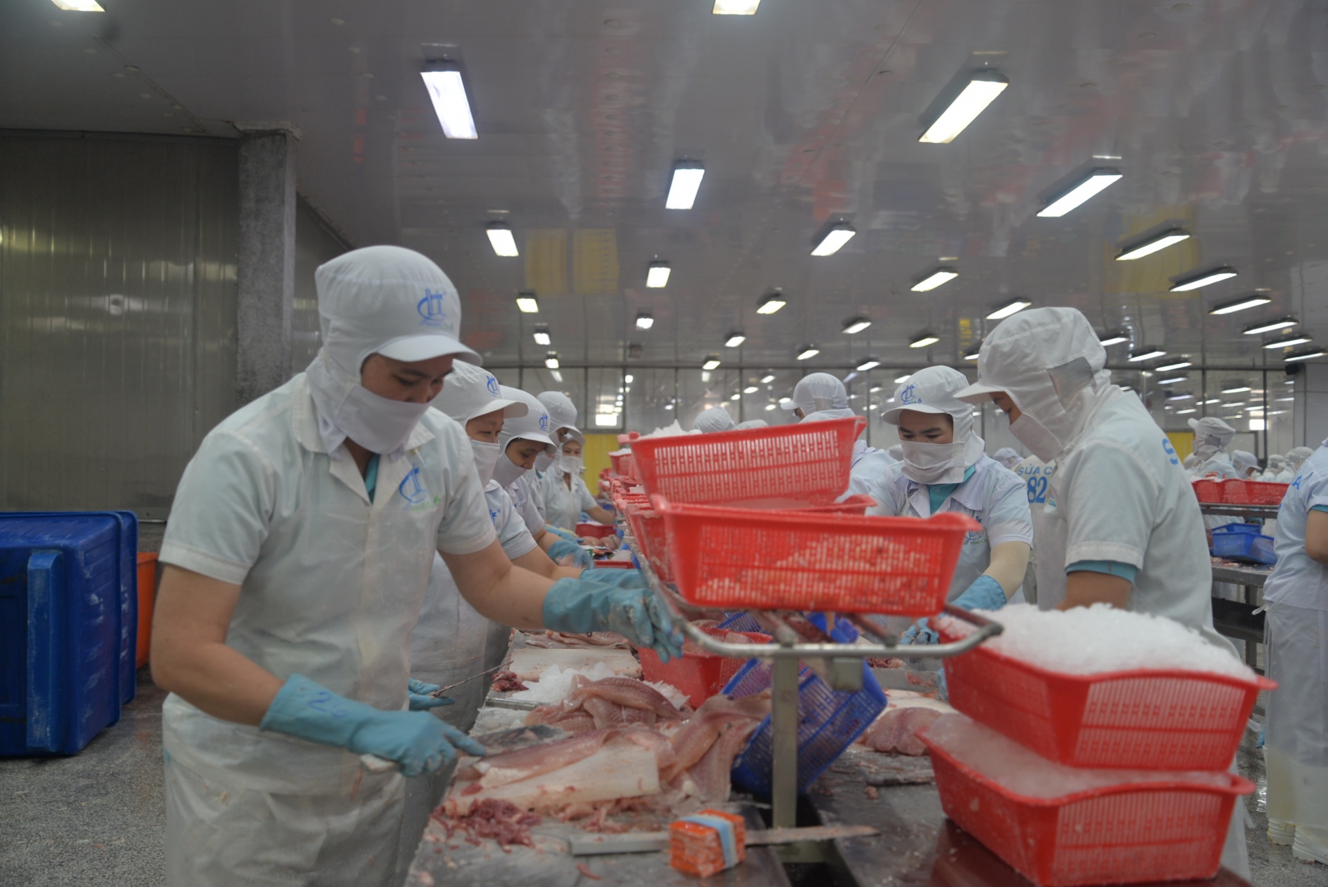 Xuất khẩu cá tra lập kỷ lục, bài toán con giống và bảo vệ môi trường vẫn nóng