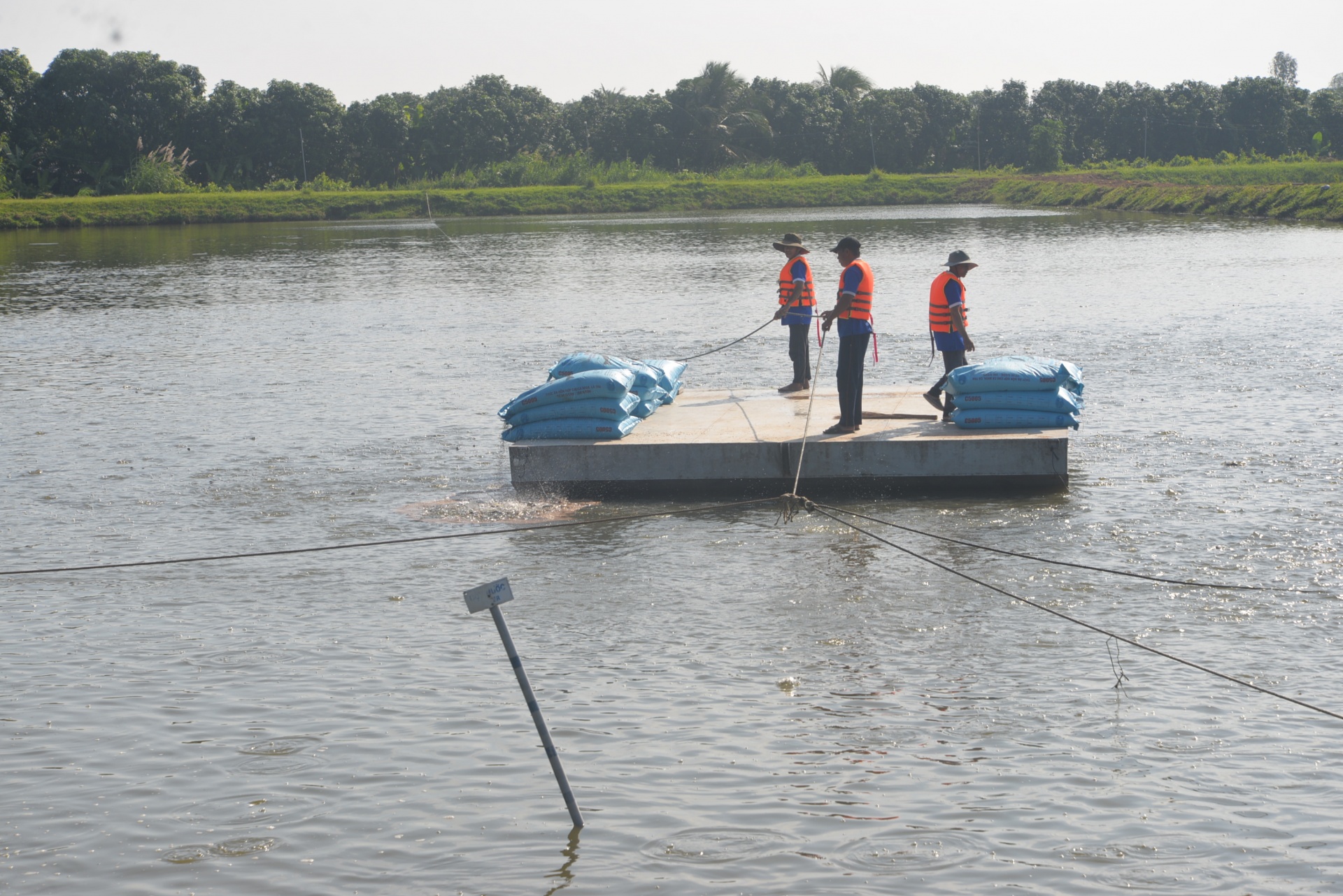 Xuất khẩu cá tra lập kỷ lục, bài toán con giống và bảo vệ môi trường vẫn nóng