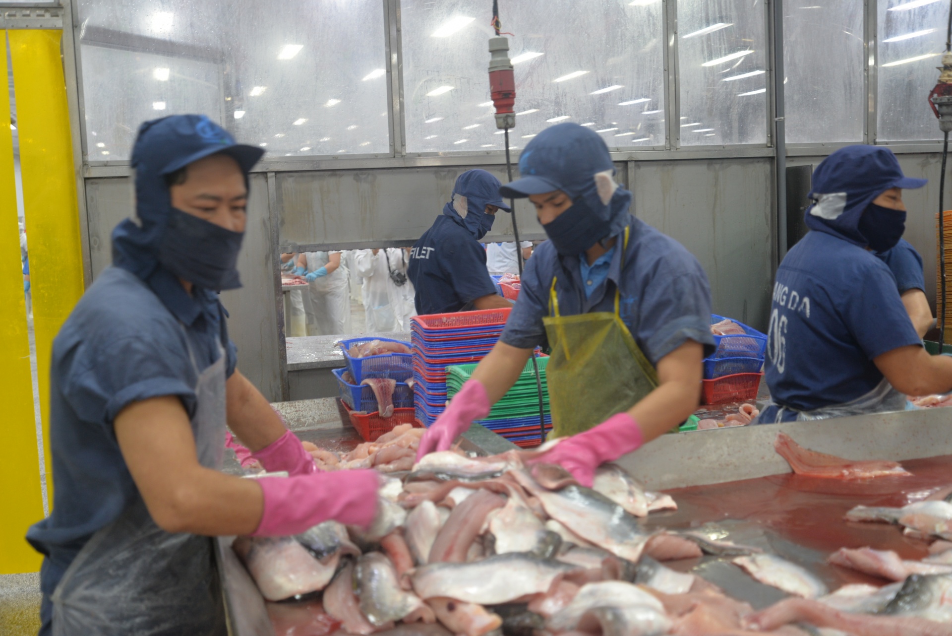 Xuất khẩu cá tra lập kỷ lục, bài toán con giống và bảo vệ môi trường vẫn nóng