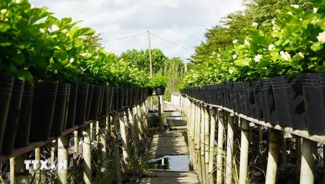 Trồng hoa trên giàn là kỹ thuật canh tác truyền thống của nông dân Làng hoa Sa Đéc. (Ảnh: TTXVN)