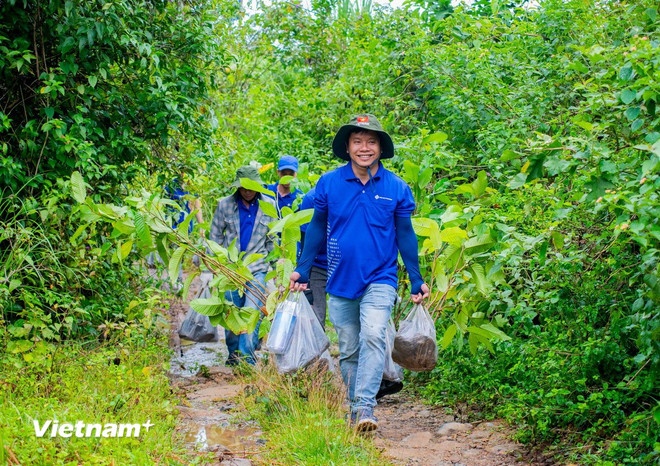   Các tình nguyện viên tham gia trồng rừng tại vùng đệm Vườn Quốc gia Tà Đùng. (Ảnh: Vietnam+)