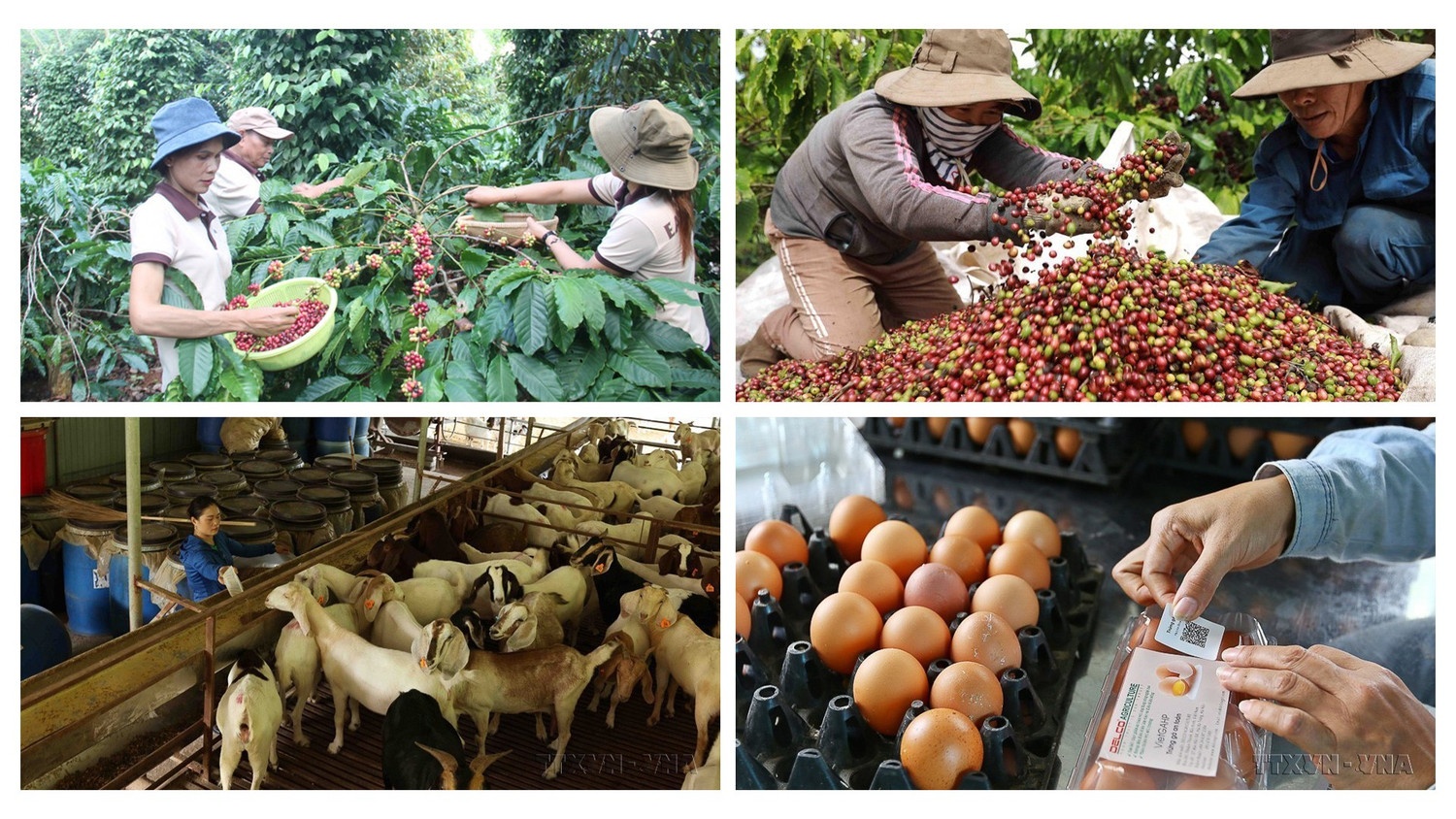   Nhiều mô hình sản xuất kinh doanh mới được hình thành, tạo tiền đề cho phát triển lực lượng sản xuất mới ở nông thôn.