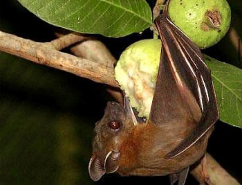 Bộ Y tế khuyến cáo không tiếp xúc, ăn thực phẩm từ động vật hoang dã để phòng bệnh do virus Nipah