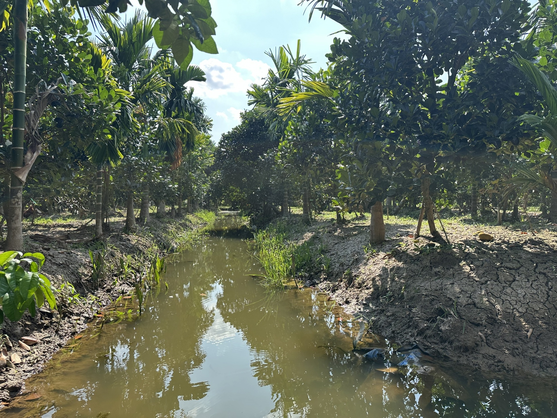 Cống Rạch Mọp: Điểm tựa thủy lợi thích ứng mặn, ngọt vùng Nam sông Hậu Cống Rạch Mọp: Điểm tựa thủy lợi thích ứng mặn, ngọt vùng Nam sông Hậu