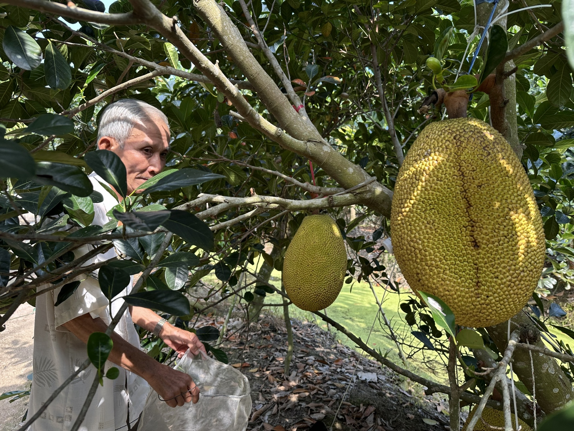 Cống Rạch Mọp: Điểm tựa thủy lợi thích ứng mặn, ngọt vùng Nam sông Hậu Cống Rạch Mọp: Điểm tựa thủy lợi thích ứng mặn, ngọt vùng Nam sông Hậu