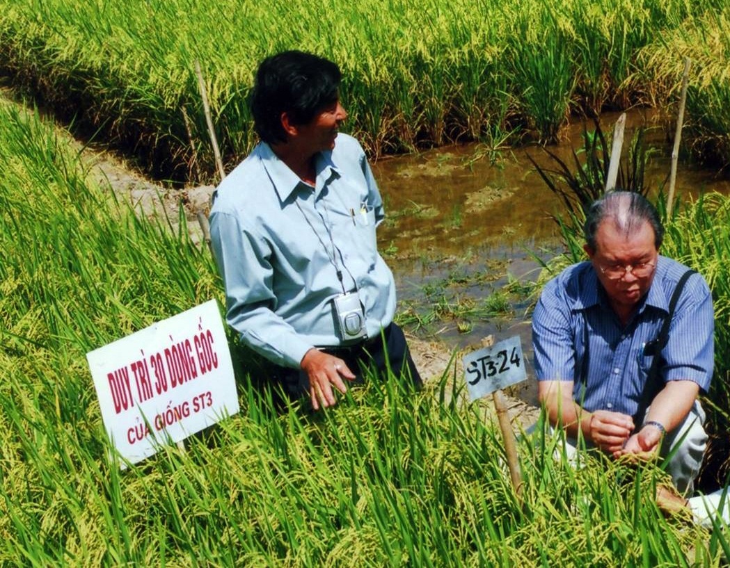 Từ gạo ST25 đến chiến lược lúa gạo quốc gia Từ gạo ST25 đến chiến lược lúa gạo quốc gia