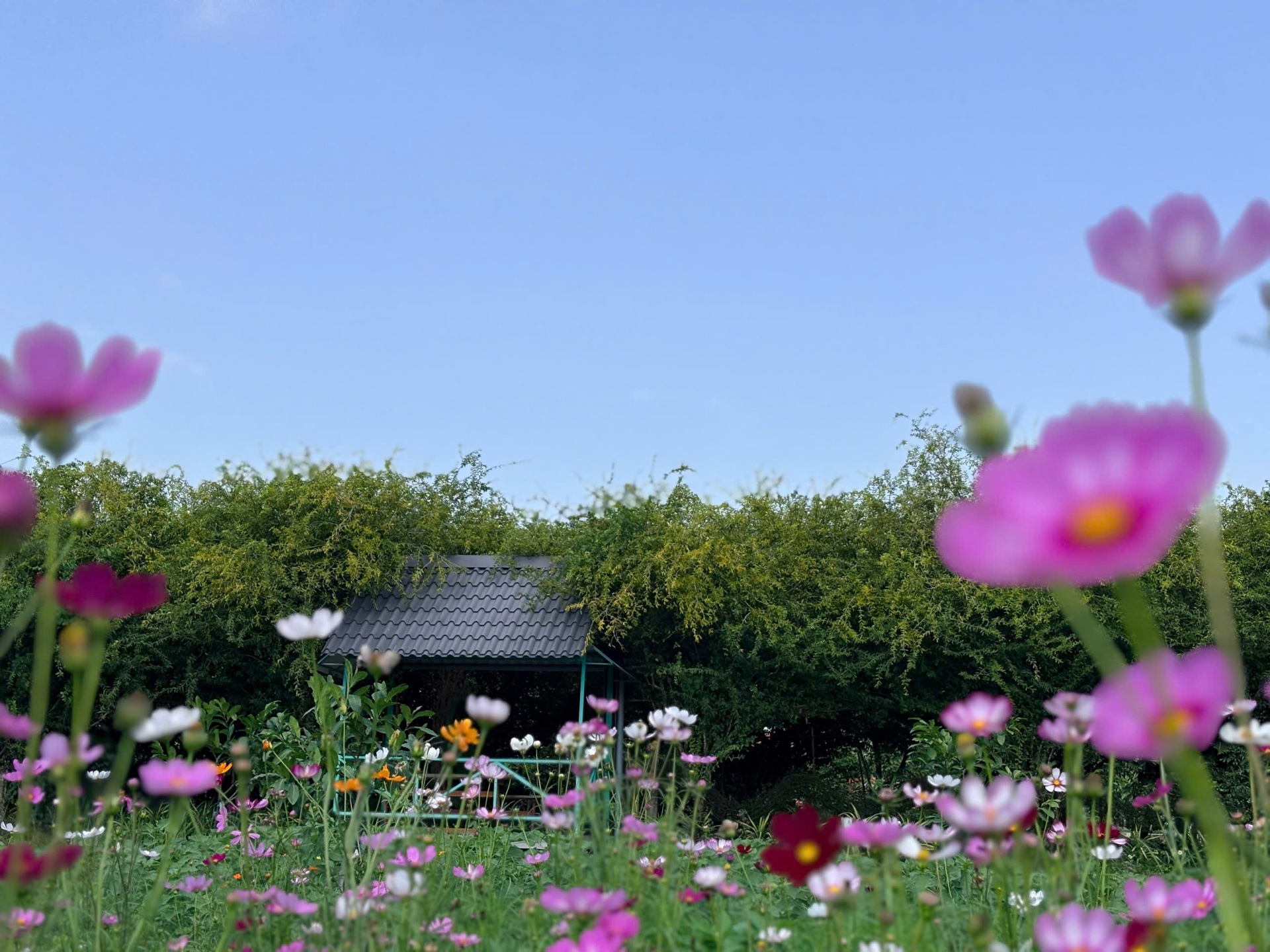 Đến Sông Hậu Farm, để thấy Tết của những ký ức miền sông nước