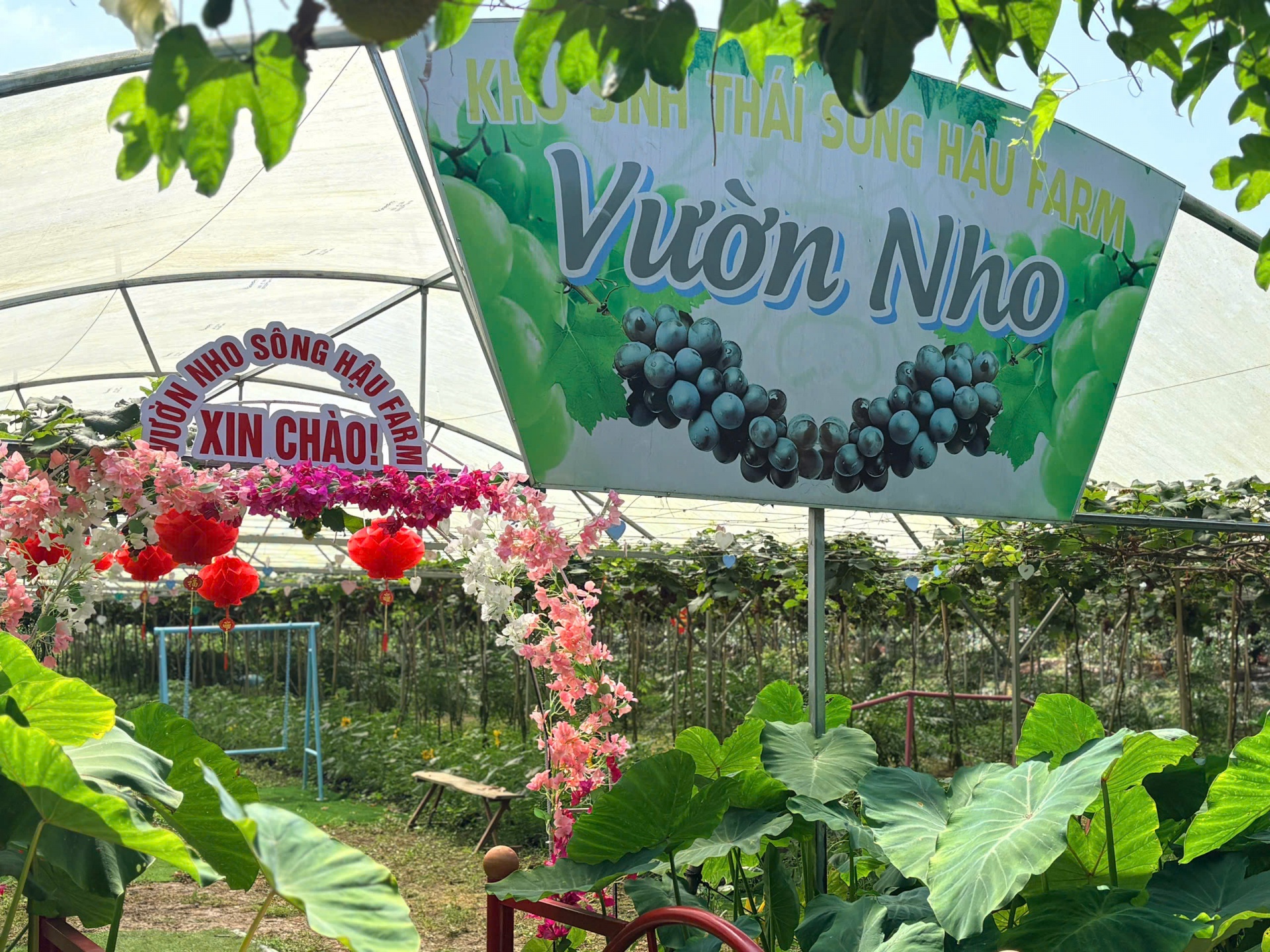 Đến Sông Hậu Farm, để thấy Tết của những ký ức miền sông nước