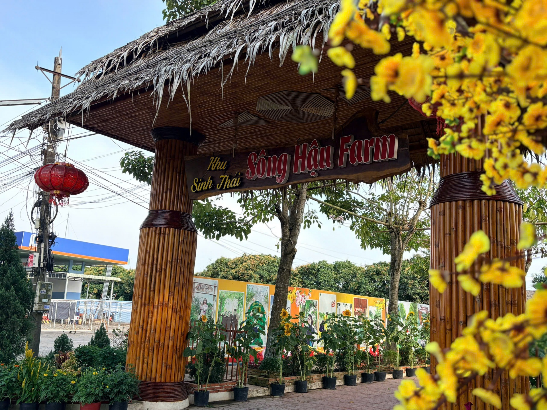 Đến Sông Hậu Farm, để thấy Tết của những ký ức miền sông nước