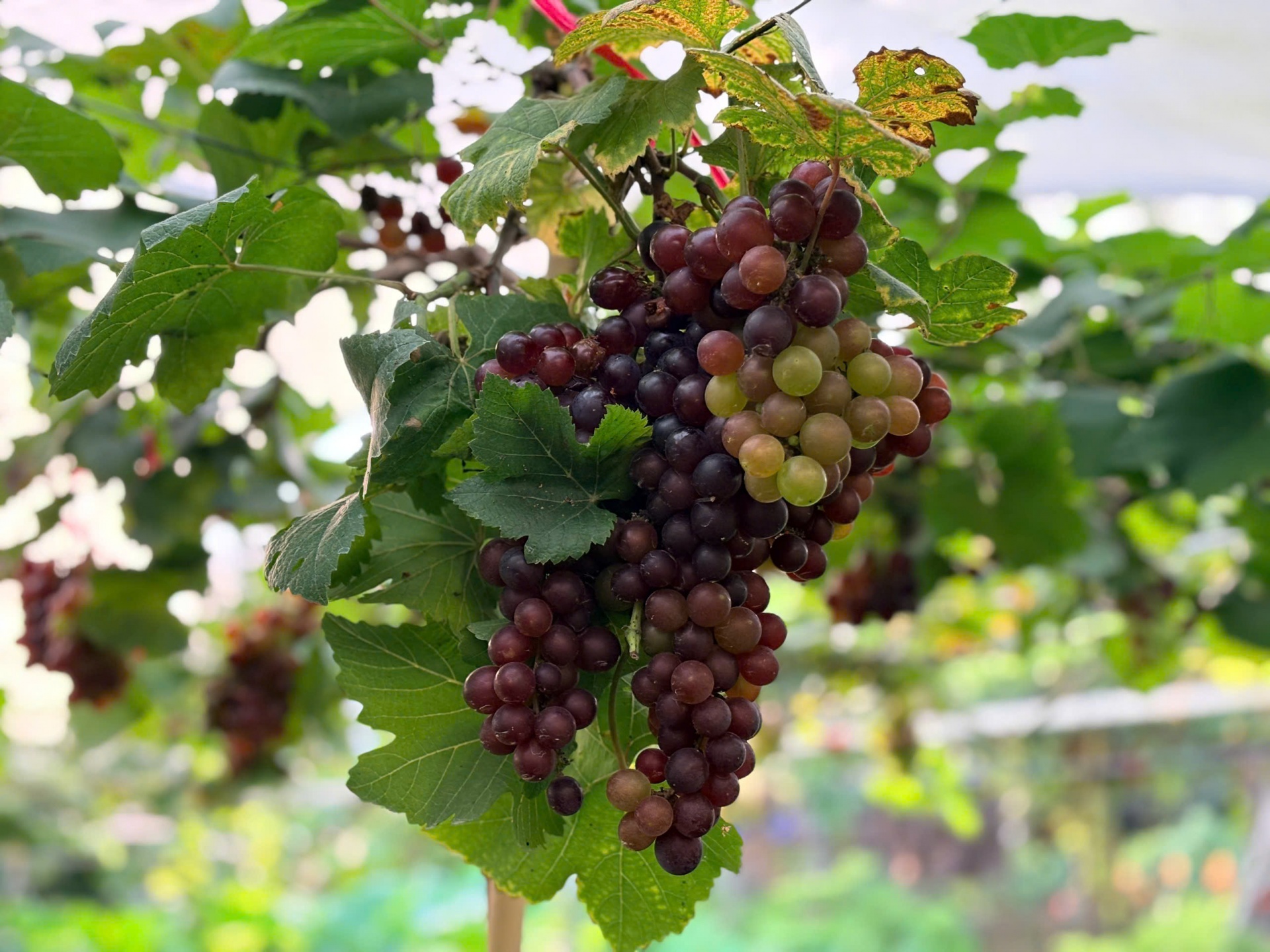 Đến Sông Hậu Farm, để thấy Tết của những ký ức miền sông nước