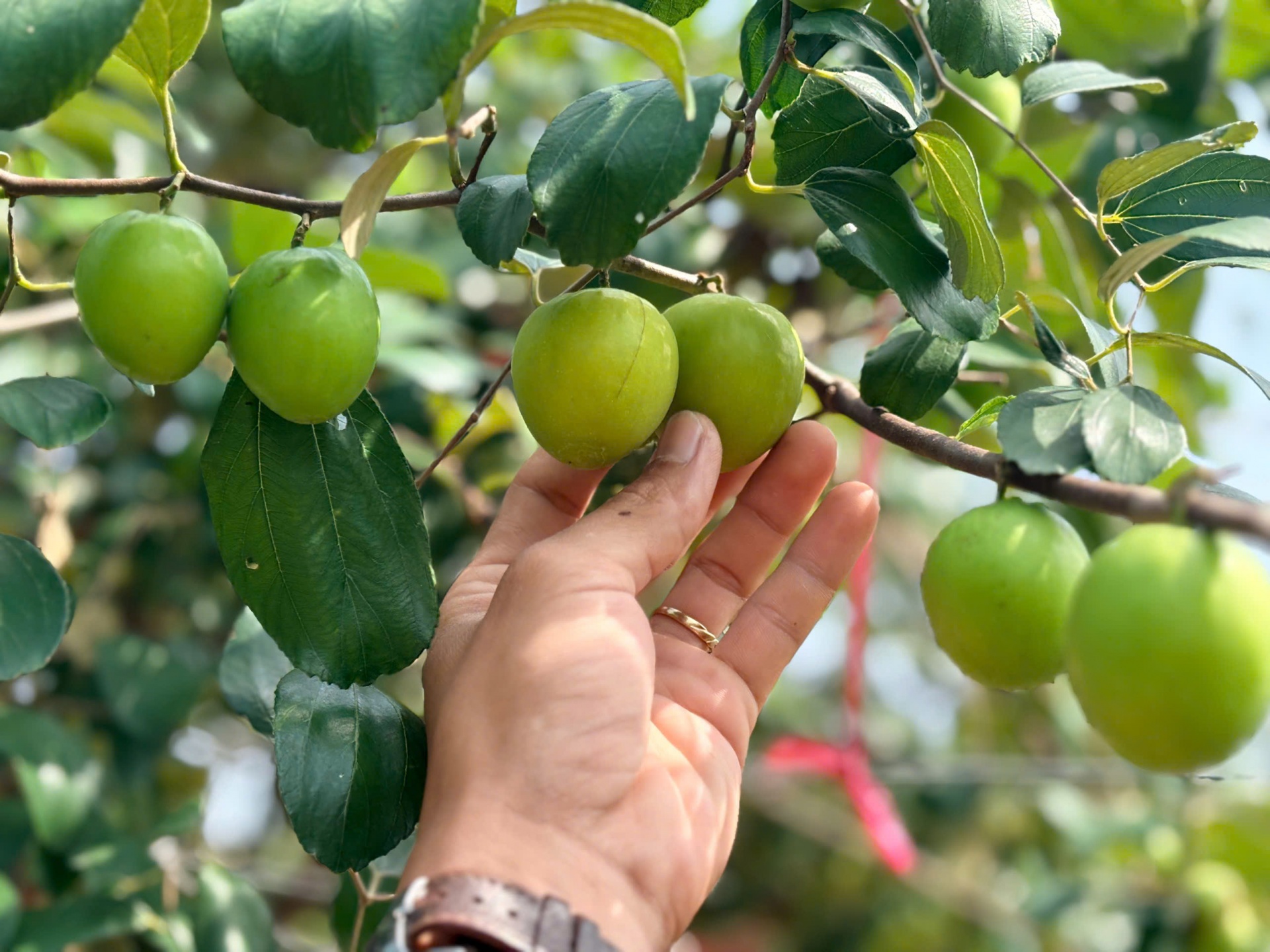 Đến Sông Hậu Farm, để thấy Tết của những ký ức miền sông nước