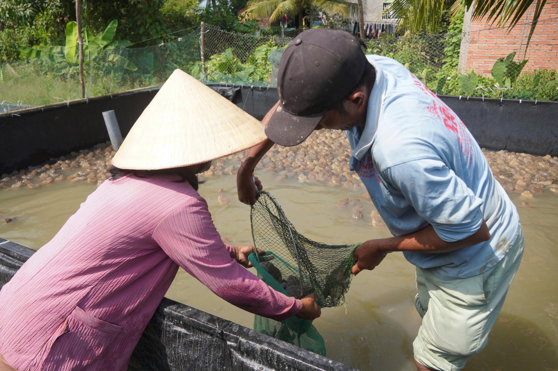 Mô hình nuôi ếch - giải pháp sinh kế thân thiện môi trường cho đồng bào Khmer ở Cần Thơ