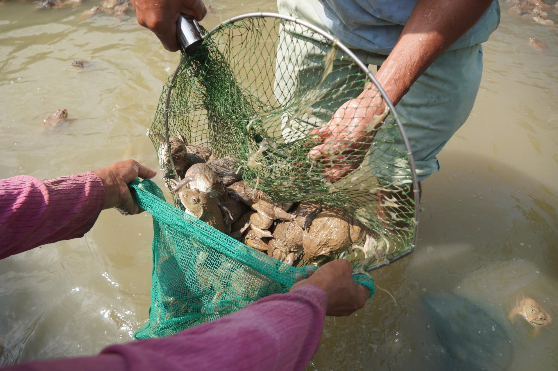 Mô hình nuôi ếch - giải pháp sinh kế thân thiện môi trường cho đồng bào Khmer ở Cần Thơ