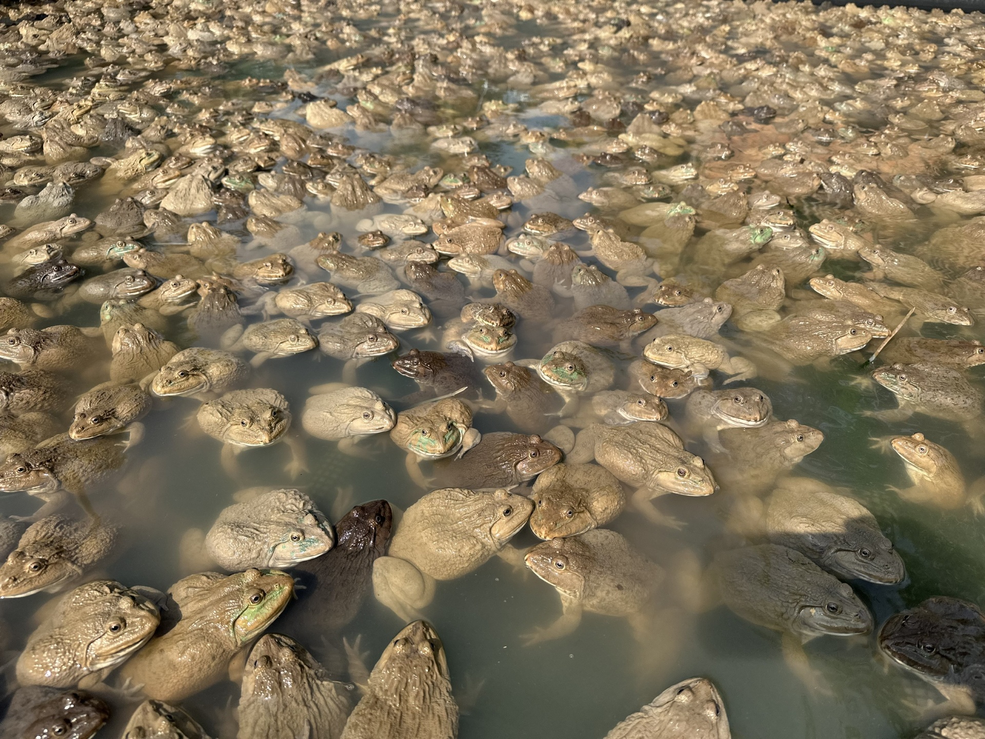 Mô hình nuôi ếch - giải pháp sinh kế thân thiện môi trường cho đồng bào Khmer ở Cần Thơ