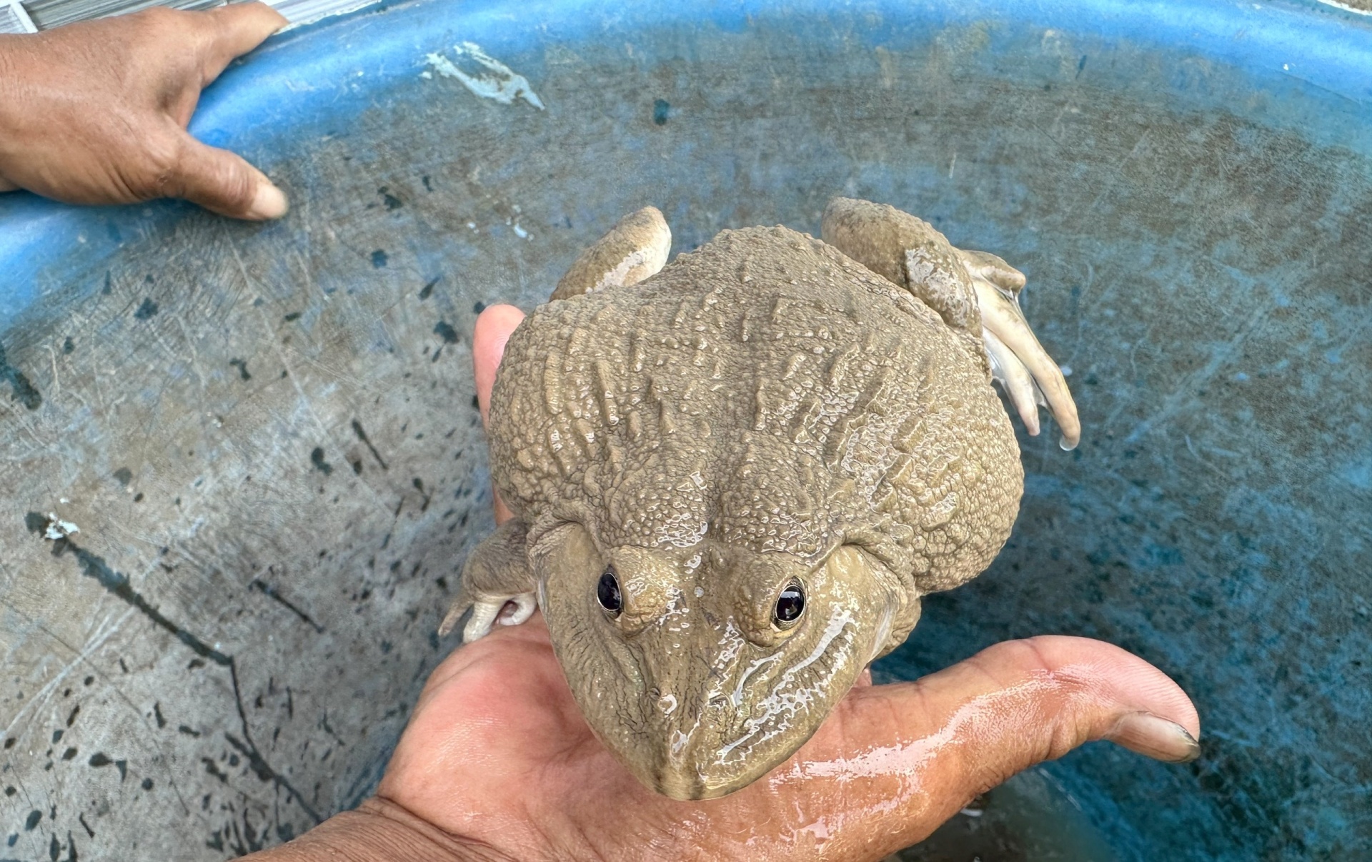 Mô hình nuôi ếch - giải pháp sinh kế thân thiện môi trường cho đồng bào Khmer ở Cần Thơ