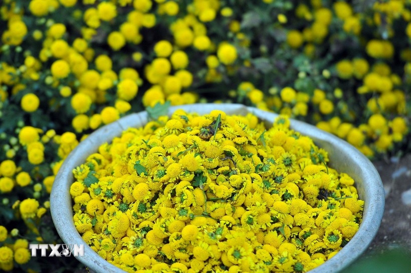 "Làng dược liệu" độc nhất vô nhị ở Việt Nam