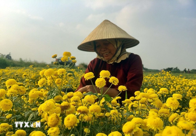 Thu hoạch hoa cúc chi tại làng Nghĩa Trai. (Ảnh: TTXVN)