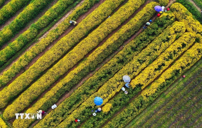 Người dân thôn Nghĩa Trai trồng cúc tiến vua để làm dược liệu nên cây được chăm bón rất cẩn thận. (Ảnh: TTXVN)