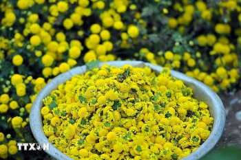 "Làng dược liệu" độc nhất vô nhị ở Việt Nam