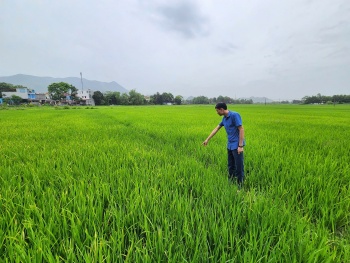 Thanh Hóa: Phát triển hơn 24.000 ha lúa năng suất cao