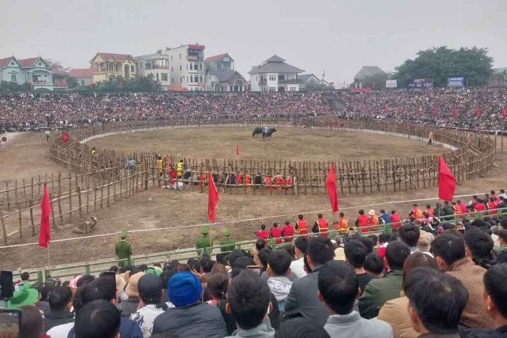 Tháng Giêng mười bảy...nhớ về chọi trâu