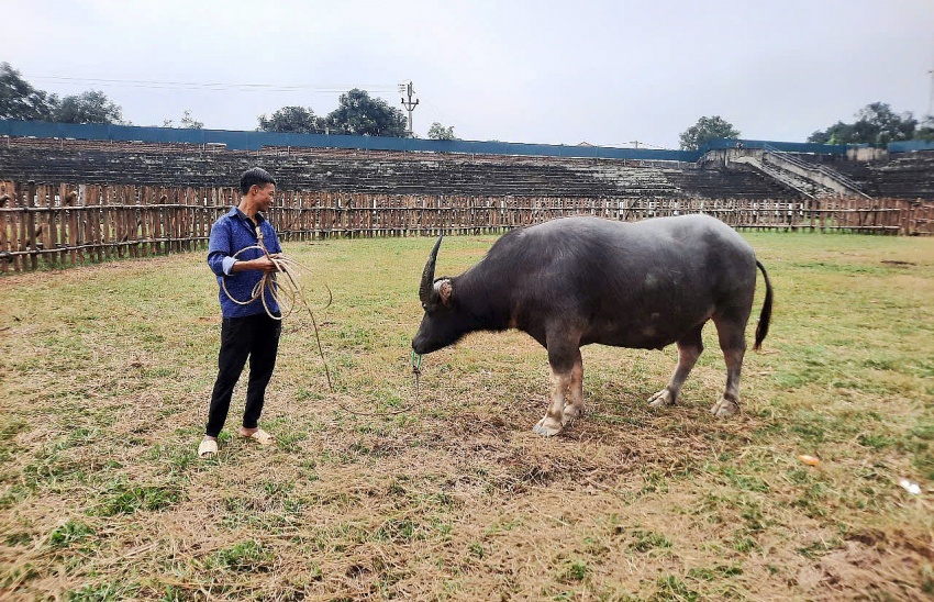 Tháng Giêng mười bảy...nhớ về chọi trâu Tháng Giêng mười bảy...nhớ về chọi trâu