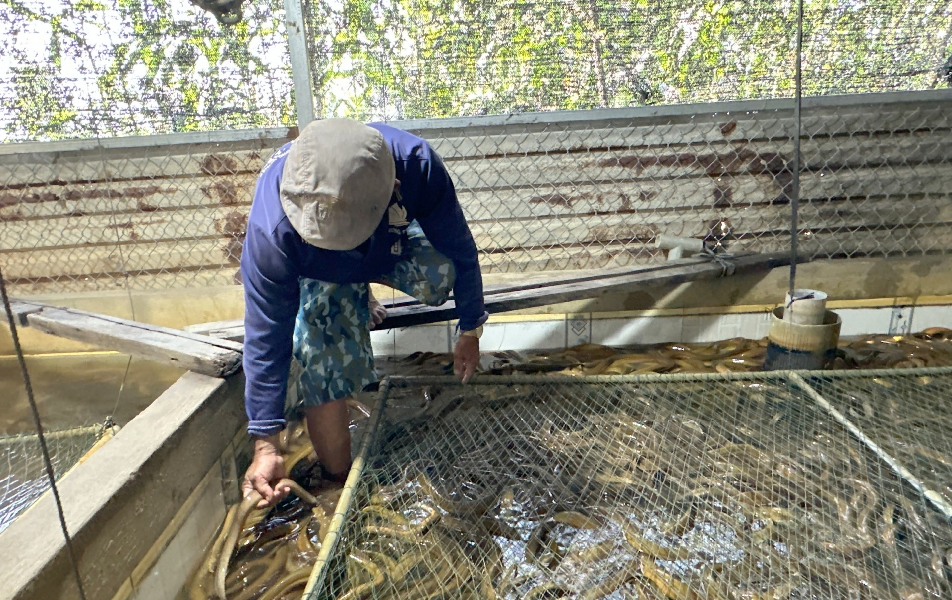 Mô hình nuôi lươn không bùn giúp phụ nữ Cờ Đỏ phát triển kinh tế