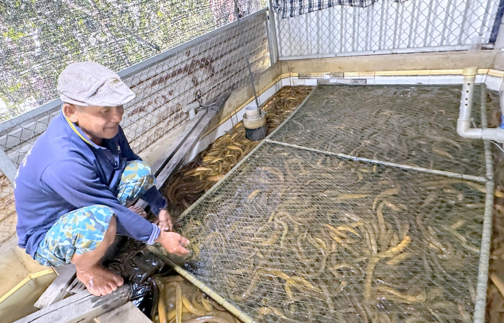 Mô hình nuôi lươn không bùn giúp phụ nữ Cờ Đỏ phát triển kinh tế