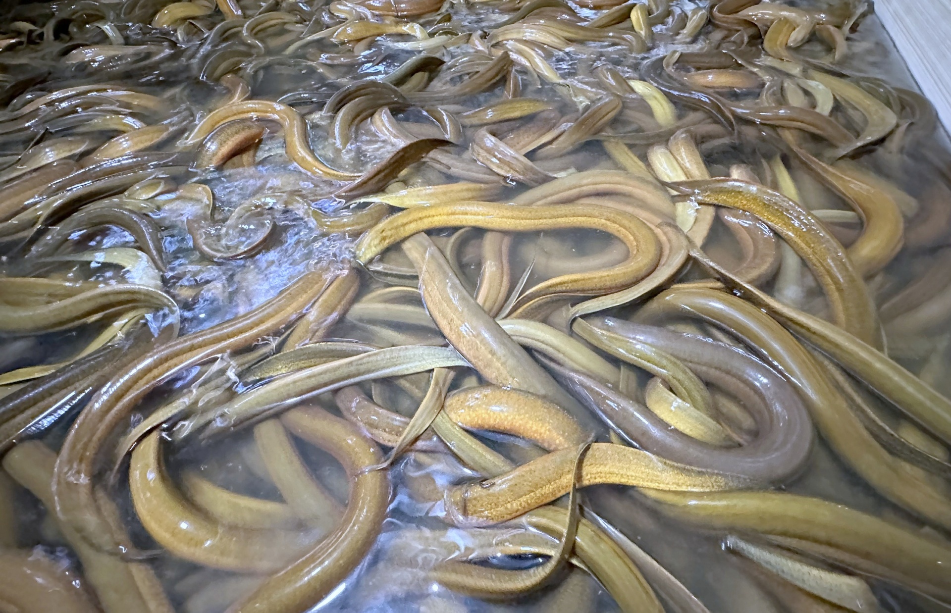 Mô hình nuôi lươn không bùn giúp phụ nữ Cờ Đỏ phát triển kinh tế