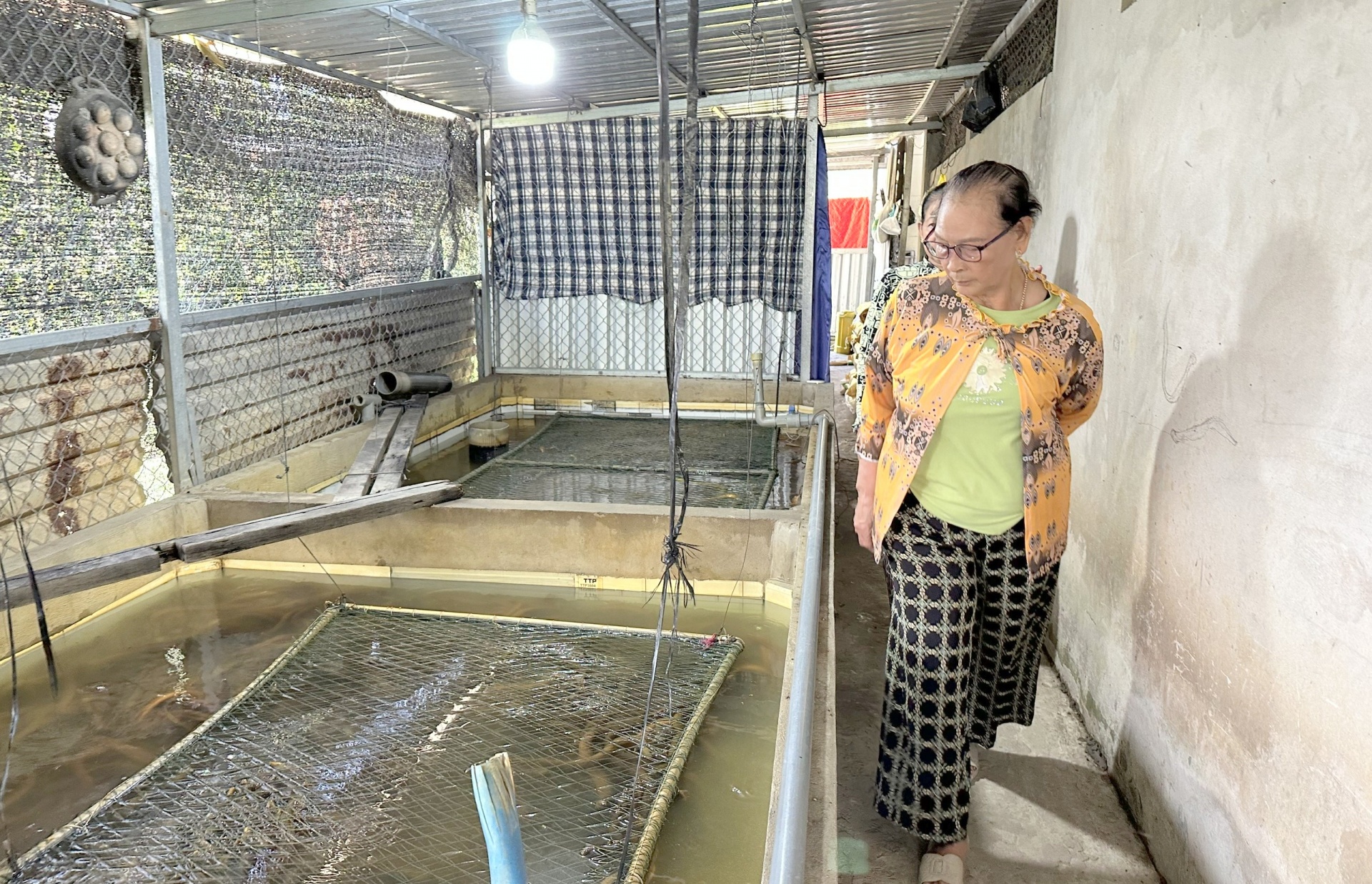 Mô hình nuôi lươn không bùn giúp phụ nữ Cờ Đỏ phát triển kinh tế