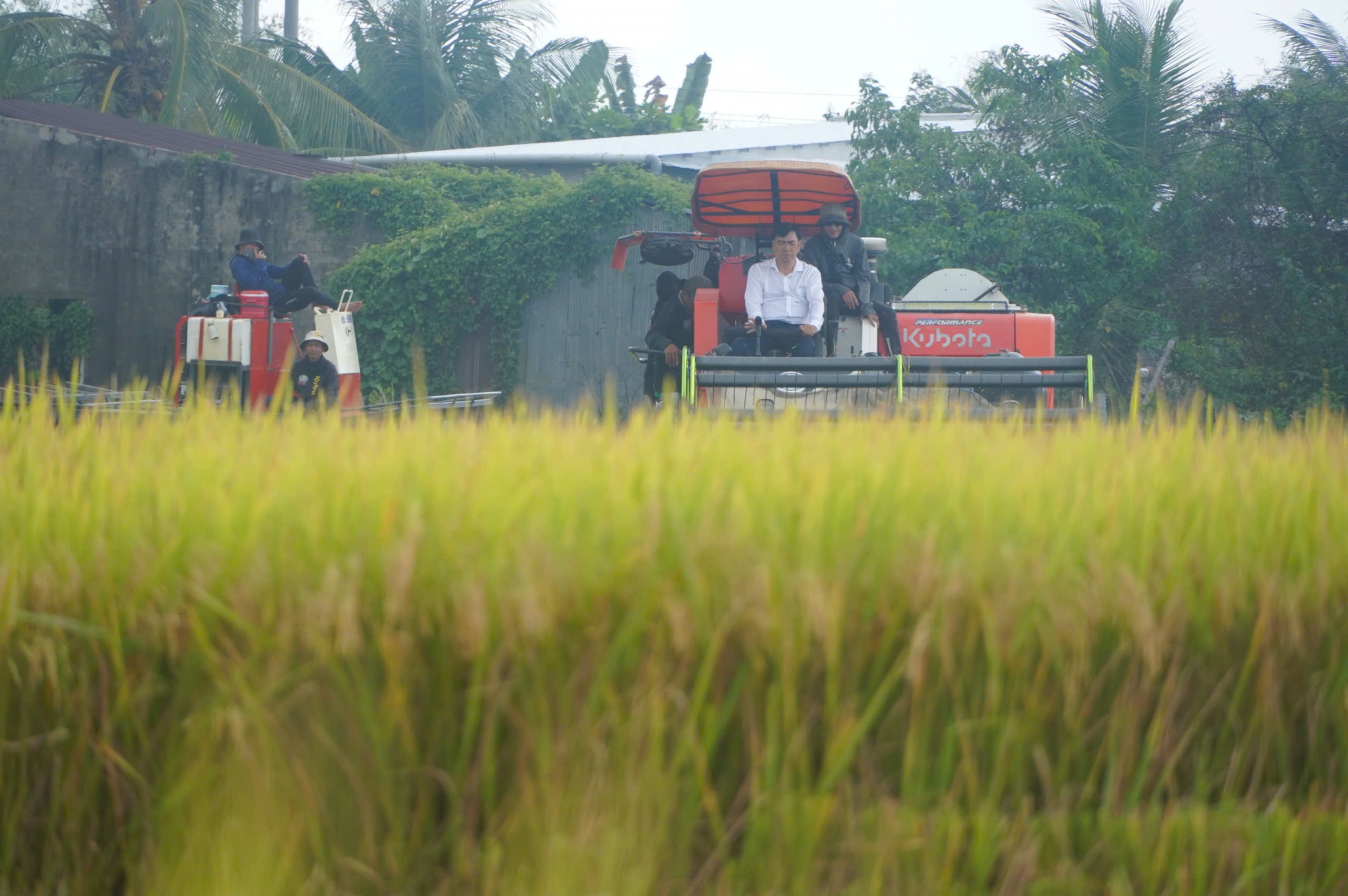 Lúa liên kết xuất khẩu sang EU-Chủ tịch xã xuống đồng cùng nông dân thu hoạch