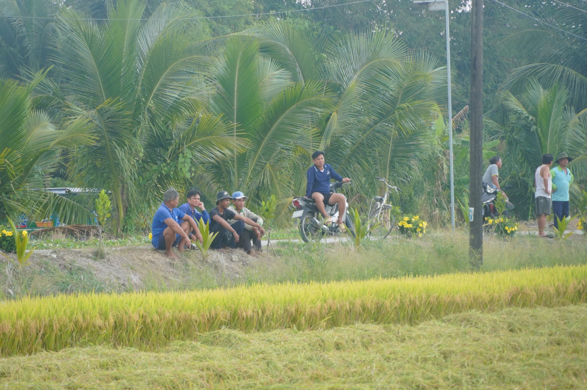 Lúa liên kết xuất khẩu sang EU-Chủ tịch xã xuống đồng cùng nông dân thu hoạch