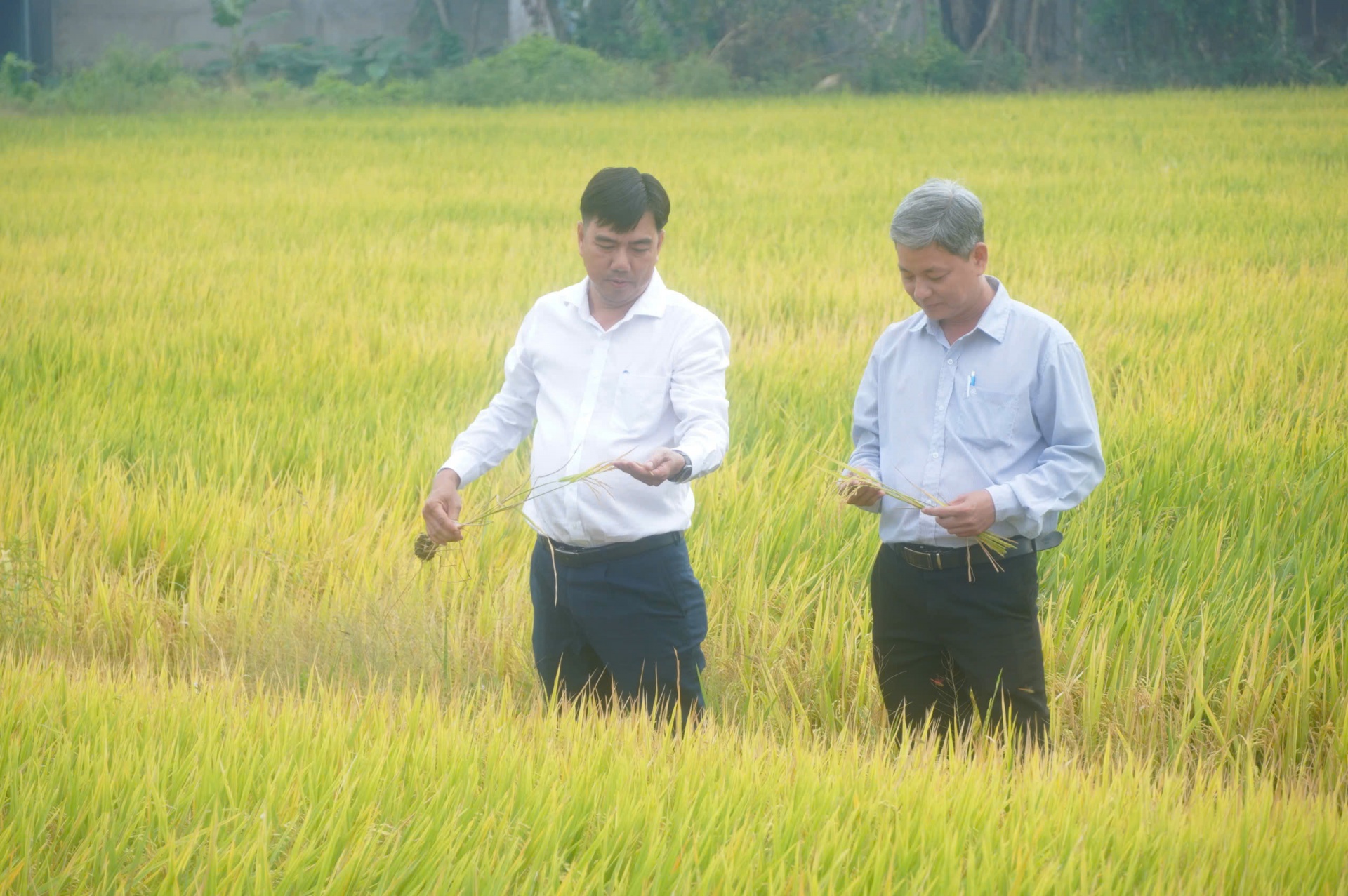 Lúa liên kết xuất khẩu sang EU-Chủ tịch xã xuống đồng cùng nông dân thu hoạch