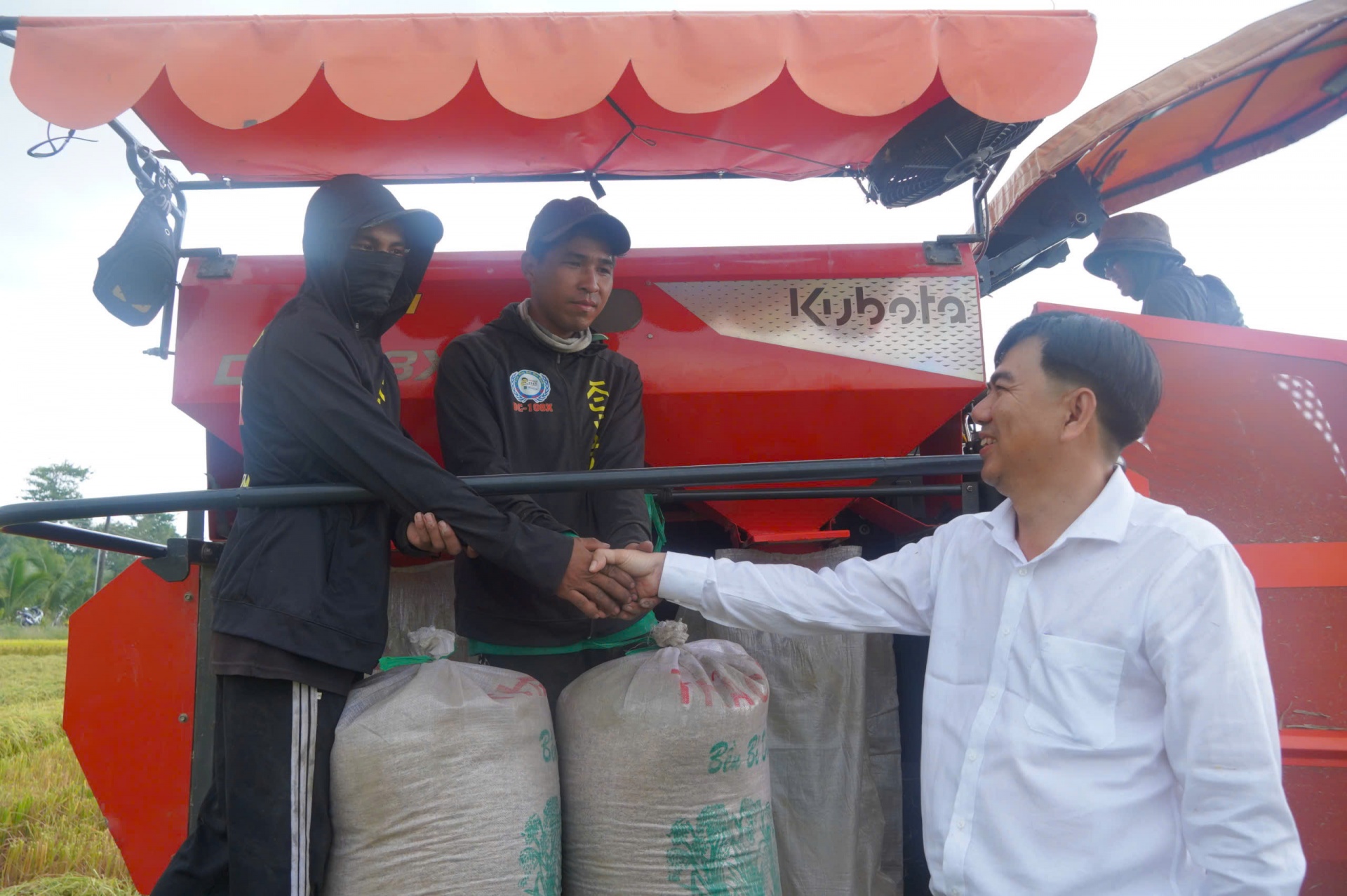 Lúa liên kết xuất khẩu sang EU-Chủ tịch xã xuống đồng cùng nông dân thu hoạch