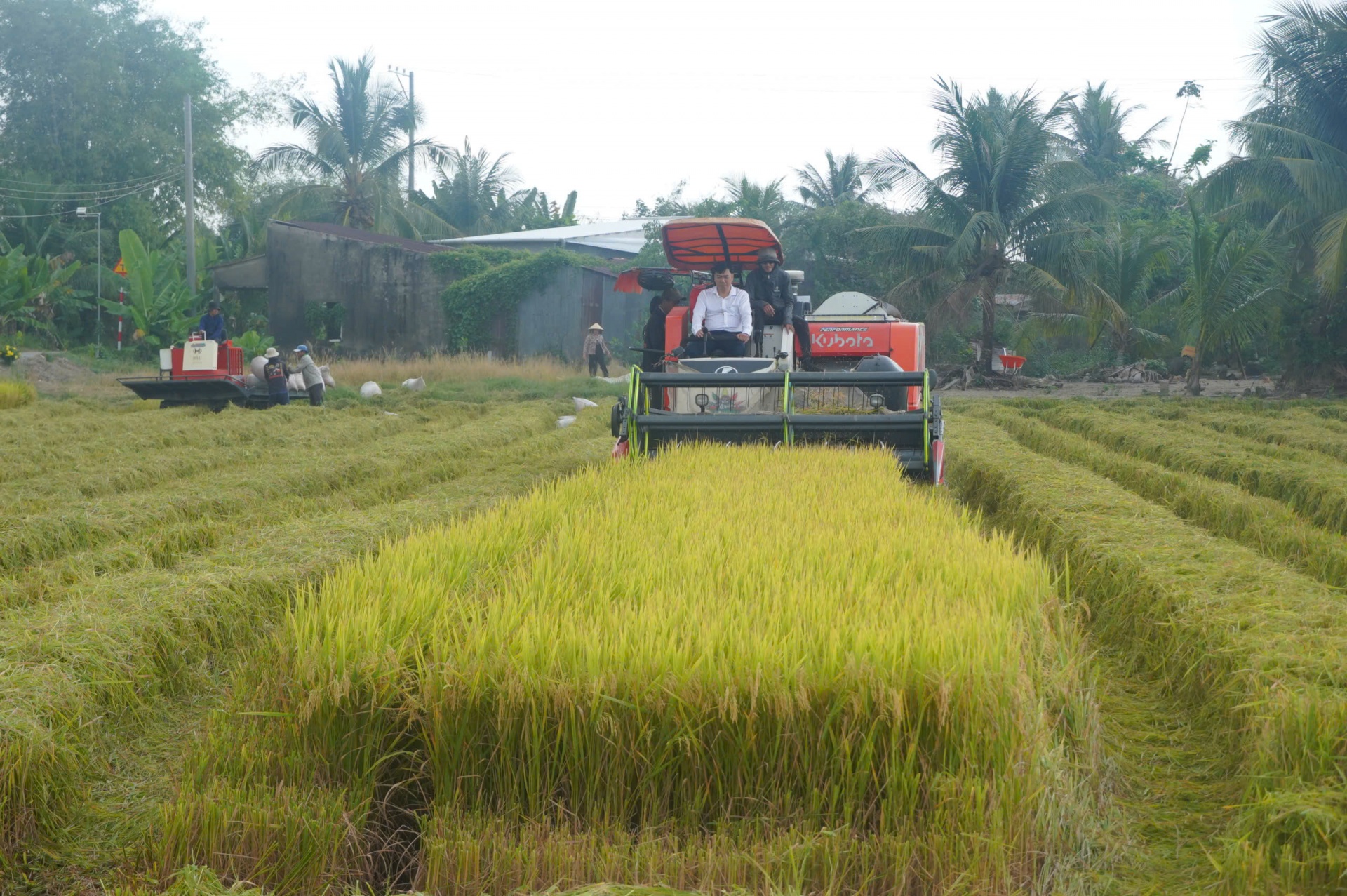 Lúa liên kết xuất khẩu sang EU-Chủ tịch xã xuống đồng cùng nông dân thu hoạch