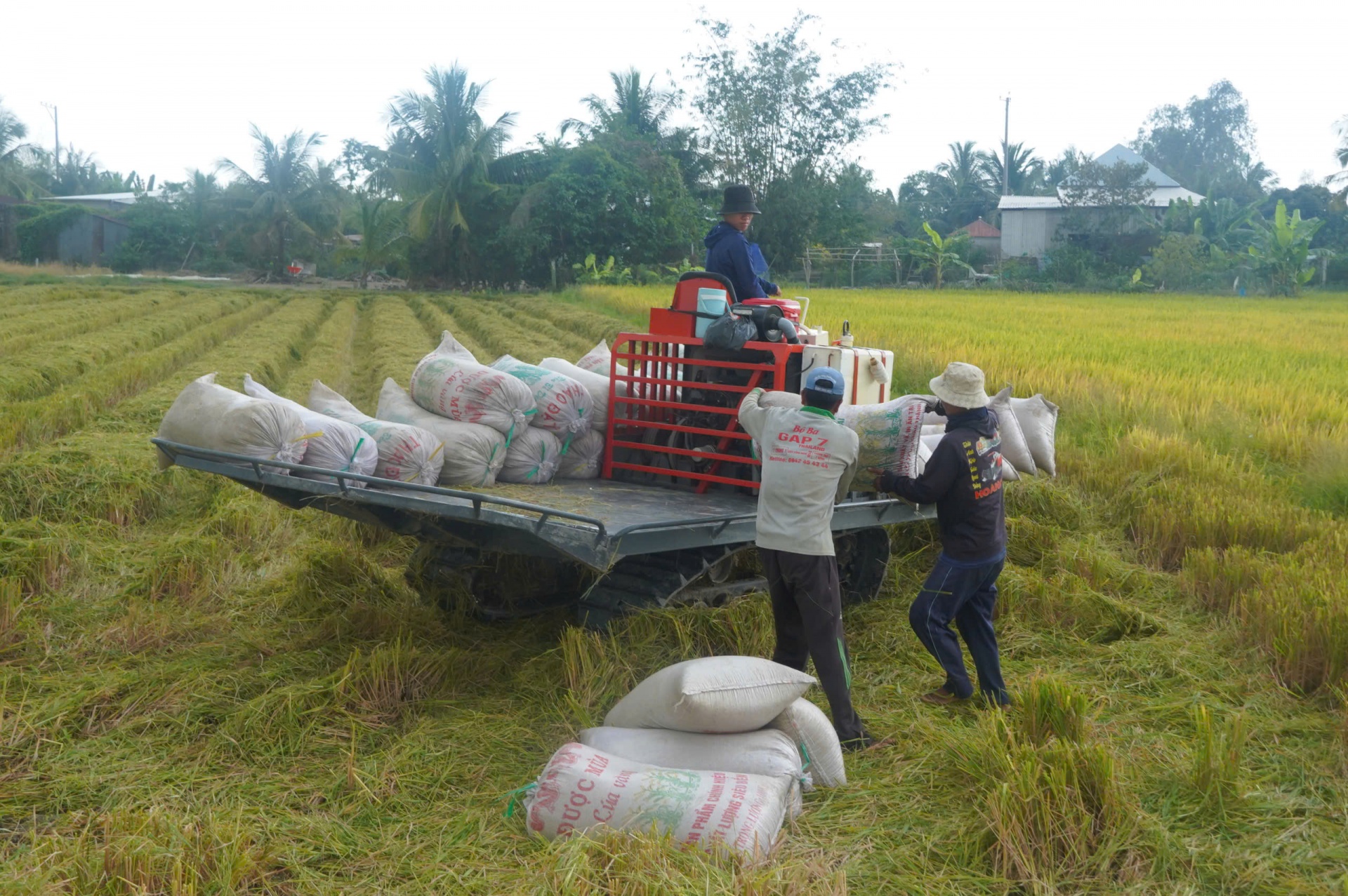 Lúa liên kết xuất khẩu sang EU-Chủ tịch xã xuống đồng cùng nông dân thu hoạch