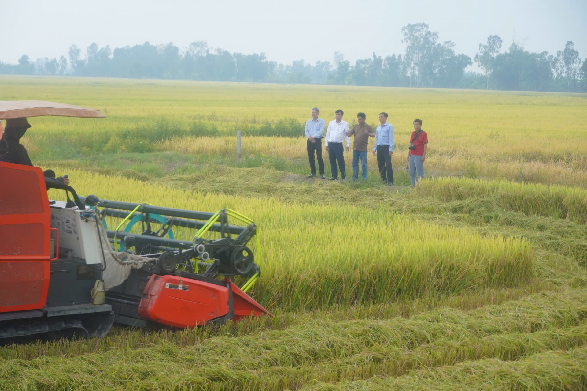 Lúa liên kết xuất khẩu sang EU-Chủ tịch xã xuống đồng cùng nông dân thu hoạch
