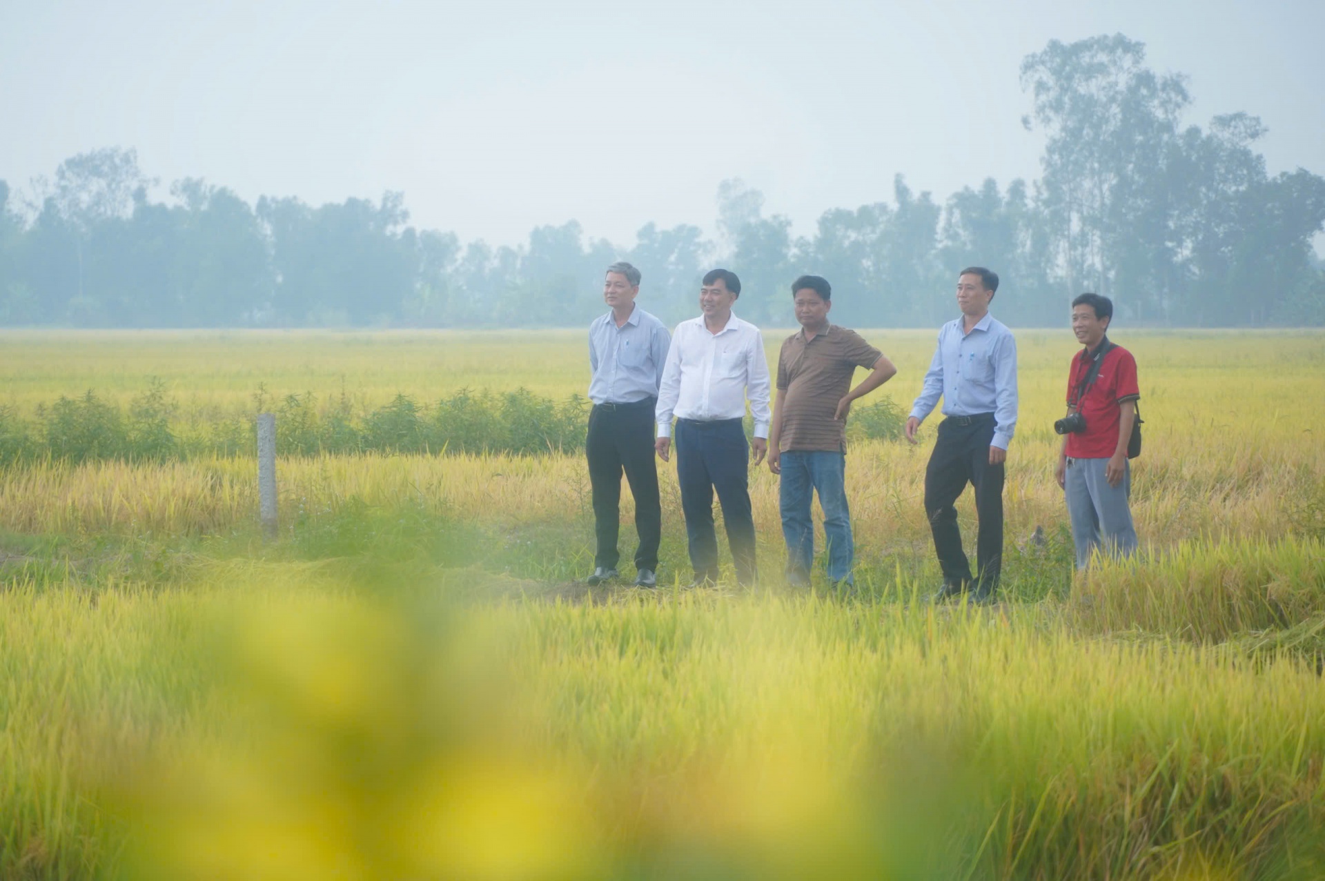 Lúa liên kết xuất khẩu sang EU-Chủ tịch xã xuống đồng cùng nông dân thu hoạch