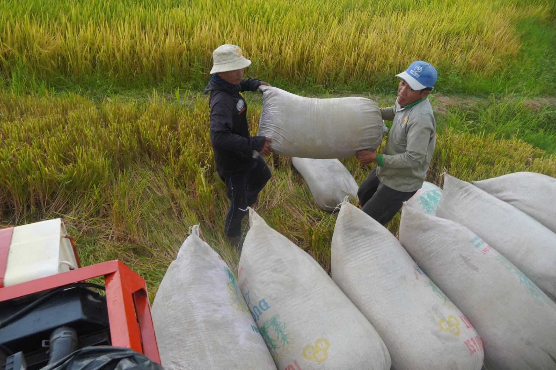 Lúa liên kết xuất khẩu sang EU-Chủ tịch xã xuống đồng cùng nông dân thu hoạch
