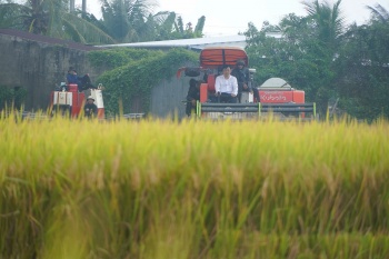 Lúa liên kết xuất khẩu sang EU-Chủ tịch xã xuống đồng cùng nông dân thu hoạch