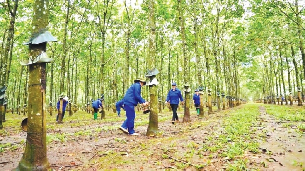  Công nhân Dakruco miệt mài khai thác mủ cao su trên vườn cây xanh tốt, góp phần duy trì sản xuất ổn định và nâng cao giá trị kinh tế.