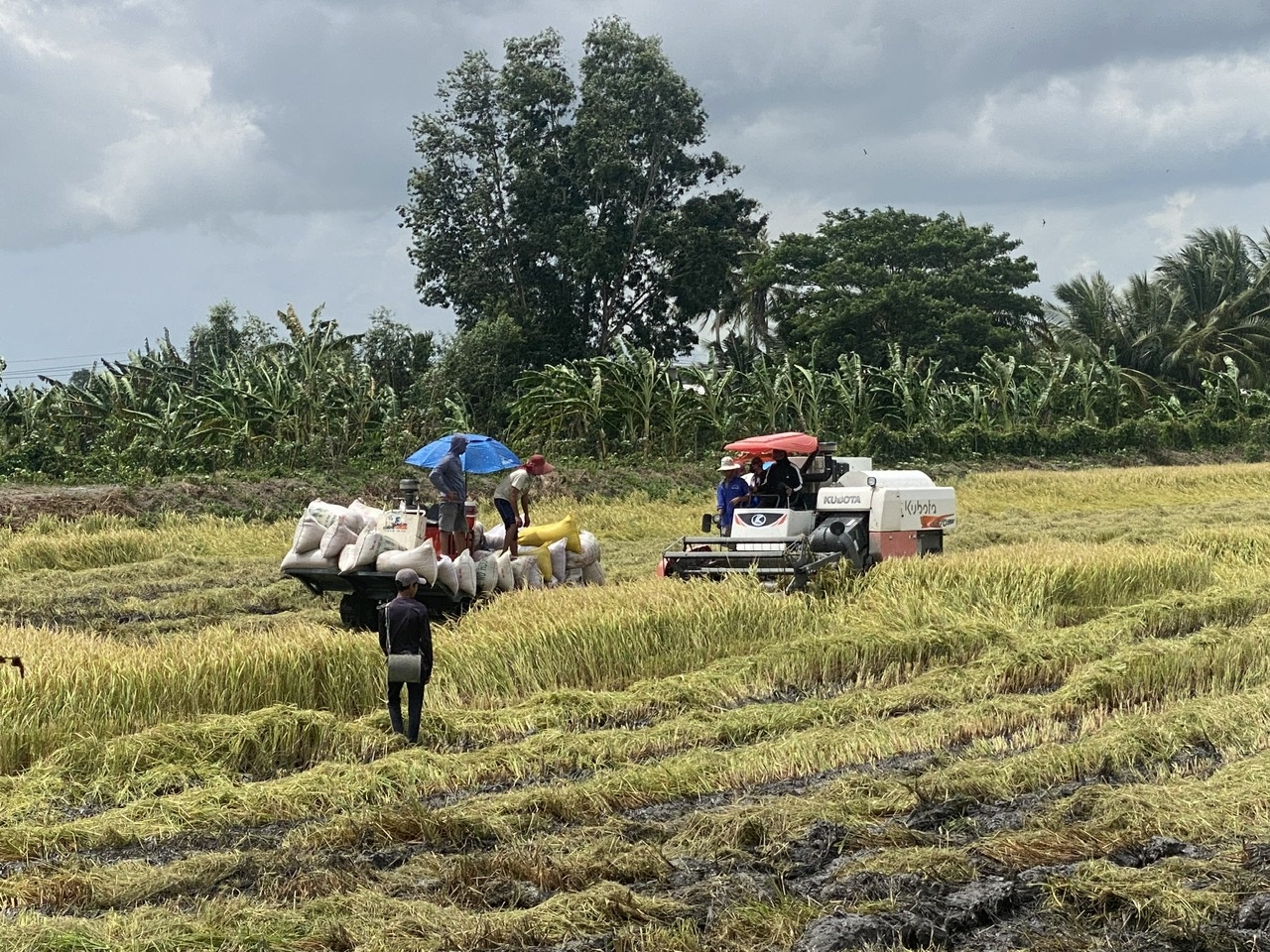 Tìm giải pháp thúc đẩy sản xuất, xuất khẩu gạo trong tình hình mới