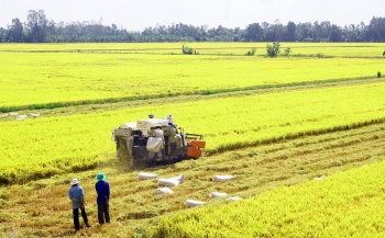 Tìm giải pháp thúc đẩy sản xuất, xuất khẩu gạo trong tình hình mới