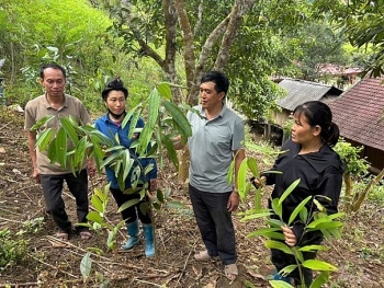 Điện Biên: Trồng cây giữ rừng, vun đắp màu xanh bền vững