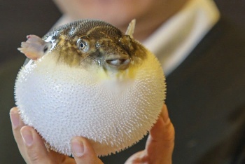 Bệnh viện Đa khoa Trung ương Cần Thơ liên tiếp cấp cứu 3 trường hợp ngộ độc cá nóc