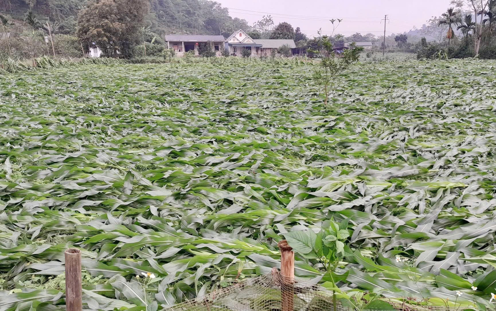 Tuyên Quang: Mưa dông gây thiệt hại nghiêm trọng, 1 người tử vong, hàng trăm nhà dân bị hư hỏng