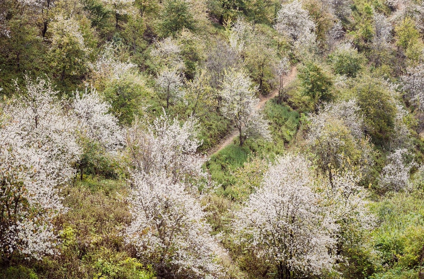 Ngọc Chiến: Miền cổ tích dưới tán hoa sơn tra Ngọc Chiến: Miền cổ tích dưới tán hoa sơn tra